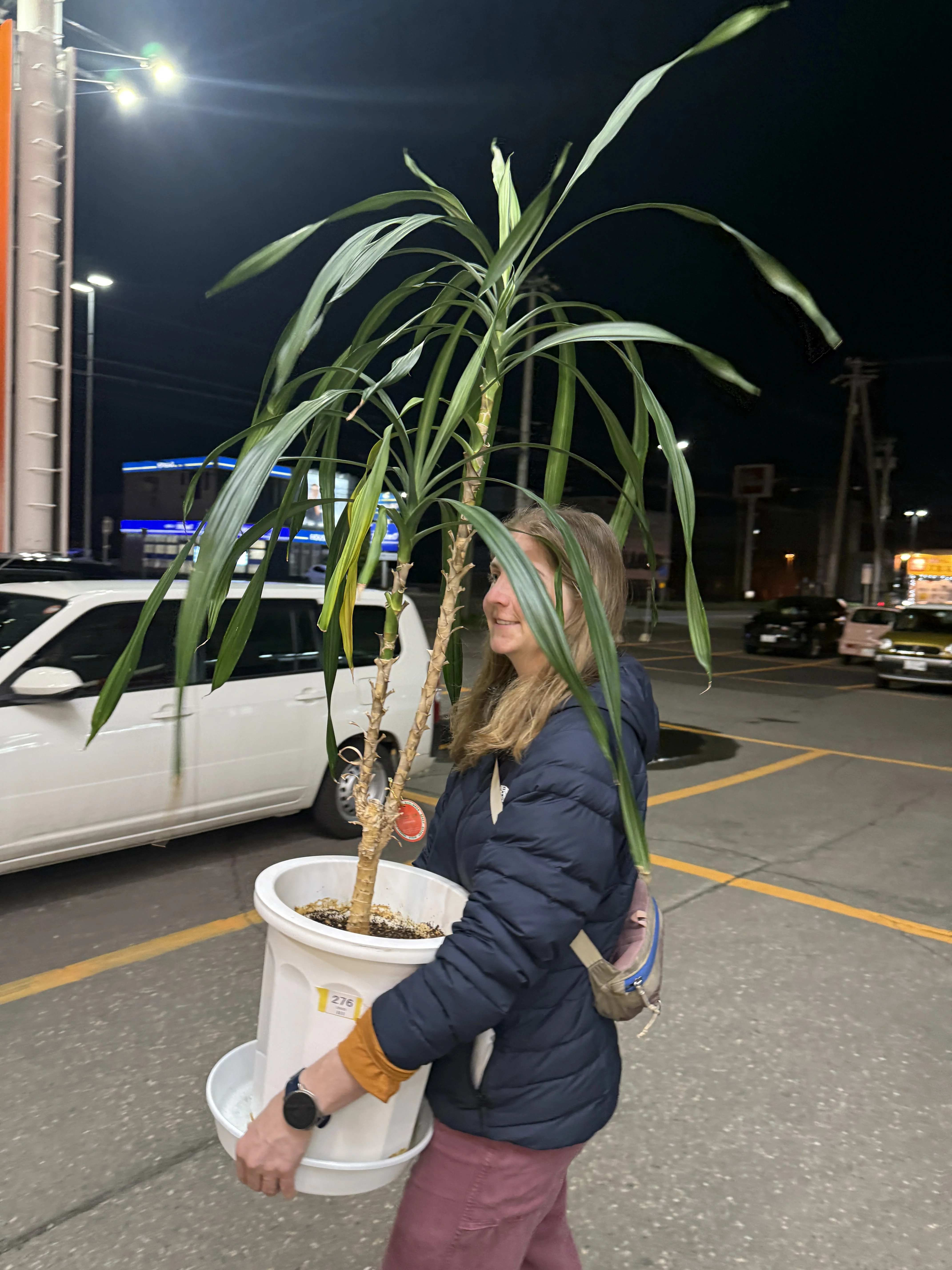 Denise carrying a tall dracaena plant in a parking lot at night